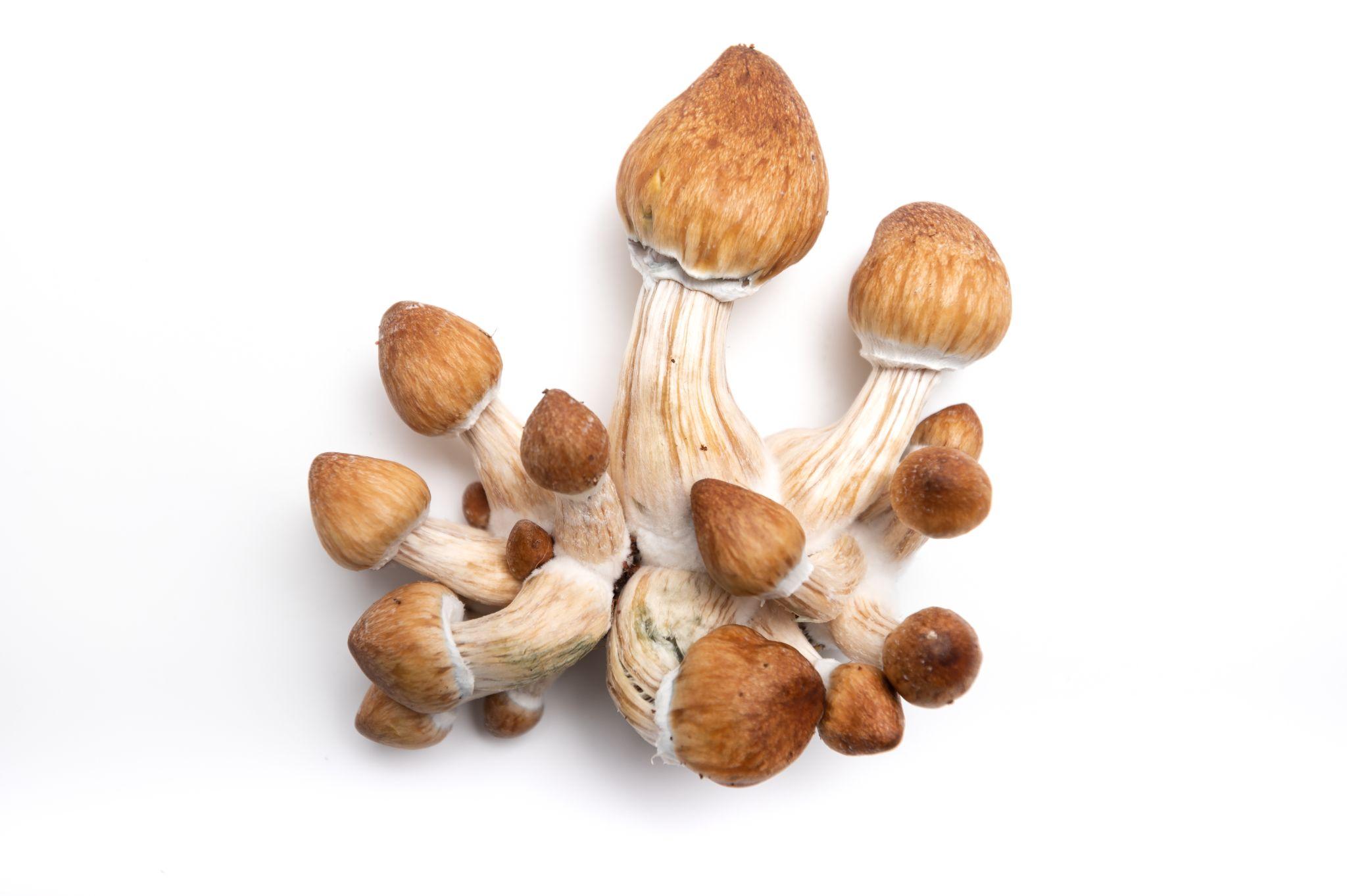 Hallucinogenic mushrooms psilocybe cubensis